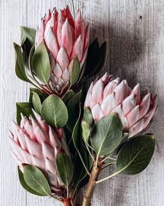 pink proteacus flowers with green leaves on white wooden background