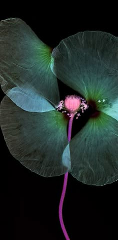 a large green flower with pink stamens