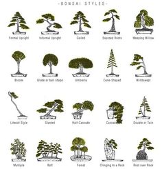 bonsai style trees are shown in black and white, with the names below them