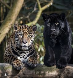 two black and one brown leopard sitting on a log