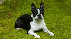 a small black and white dog laying in the grass