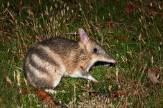 an animal that is standing in the grass with it's mouth open and tongue out