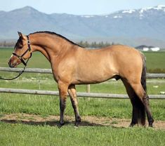 a brown horse standing on top of a lush green field