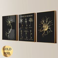 3 Gold Neuron Art Anatomy Art Nerve Cell Art Brain Anatomy Neurology Art Neuroscience Art Nervous System Neurologist Gift Gold Foil Print  This art is made from PREMIUM REAL GOLD FOIL that sparkles and shines like magic! By using premium gold foil and premium high-density paper, you will get vibrant and eye-catching artwork.  Gold arts are perfect for home decoration, office decoration, birthday gift, and also as a sign of gratitude! The idea is to surprise and delight! HOW TO ORDER: Please sele Neuron Art, Types Of Neurons, Cell Art, Neuroscience Art, Neurology Art, Art Anatomy, Brain Anatomy, Nerve Cell, Decoration Birthday