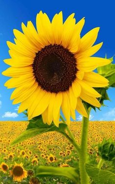 a large sunflower in the middle of a field