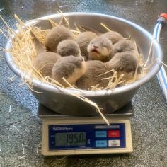 four baby birds sitting in a bowl on top of a scale