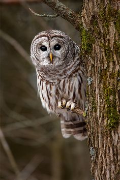 an owl perched on top of a tree branch