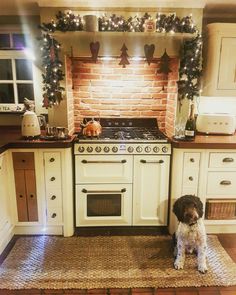 a dog sitting in the middle of a kitchen with christmas decorations on the wall above it