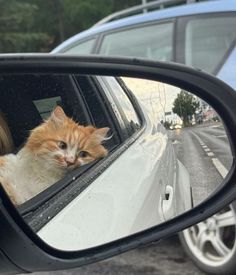 an orange and white cat looking out the window of a car's side view mirror