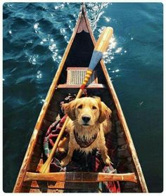 a dog is sitting in the bow of a boat with a paddle on it's head