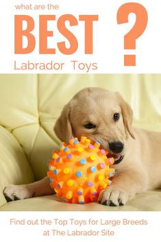 a puppy chewing on a toy with the caption, what are the best labrador toys? find out the top toys for large breeds at the labrador site