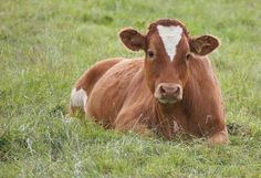 a brown and white cow laying in the grass looking at the camera with an alert look on its face