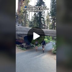 two people walking down a road in front of a fallen tree and text that reads tunnel was built through the ground for this attraction