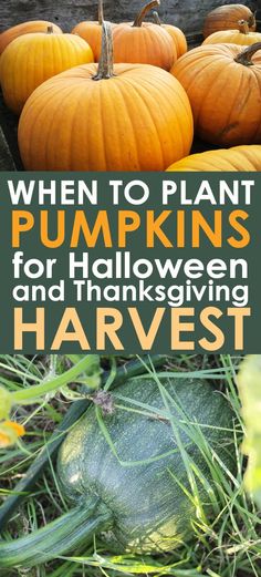 pumpkins and squash growing in the garden with text overlay that reads when to plant pumpkins for halloween and thanksgiving harvest