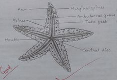 a drawing of a starfish with labels on it's body and parts labeled