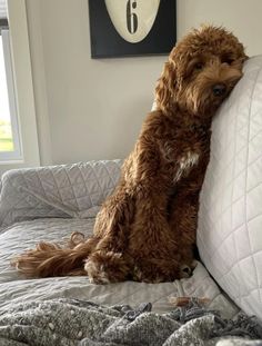 a brown dog sitting on top of a bed next to a white pillow and blanket