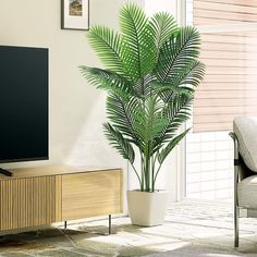 a living room with a large plant in the corner and a television on top of it