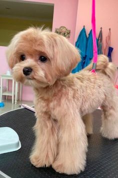 a small brown dog standing on top of a hair salon table in front of a mirror