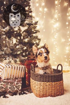 a small dog sitting in a basket next to a christmas tree