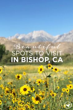 sunflowers and mountains with the words beautiful spots to visit in bishop, ca