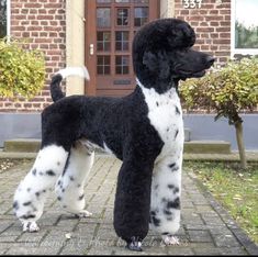 a large black and white dog standing on top of a brick floor next to a building