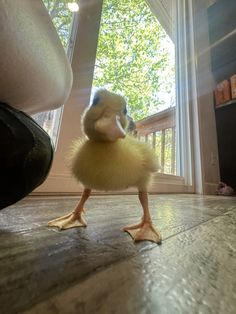 a duckling is standing on the floor in front of a window