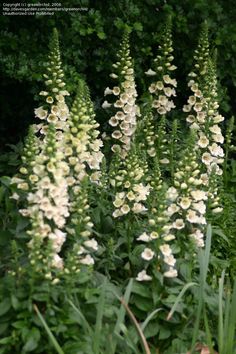 some white flowers are growing in the grass