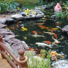 there are many fish swimming in the pond