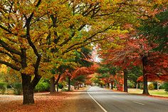 an empty road surrounded by trees in the fall