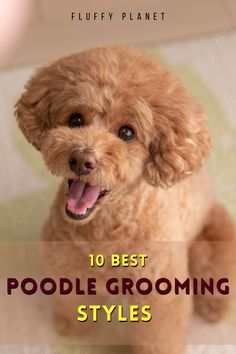 a brown poodle sitting on top of a bed next to a white rug with the words 10 best poodle grooming styles