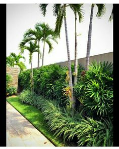 an outdoor area with palm trees and grass