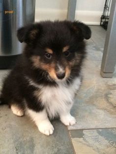 a small dog sitting on the floor next to a trash can