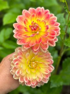 Growing Dahlias, Peachy Orange, Perennial Plants, Planting Seeds, Pansies, Fresh Flowers, Perennials, Seeds, Lemon