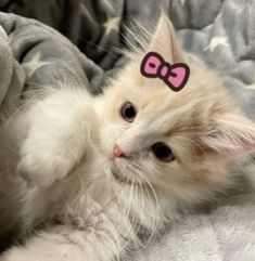 a white kitten with a pink bow on it's head laying on a blanket