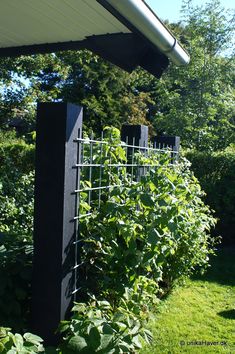 an outdoor garden with green plants growing on the fence