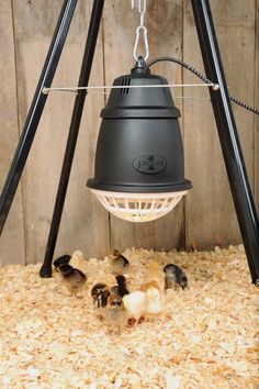 a black bird feeder hanging from the side of a wooden fence with chicks in it