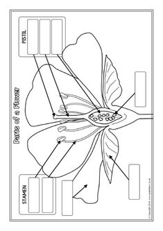 an image of a flower with labels on the petals and parts labeled in black and white