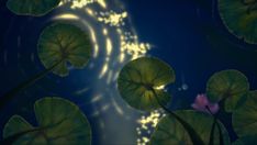 some water lilies are floating on the surface of the water and light up the night sky