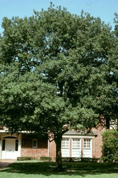 a large tree in front of a brick house