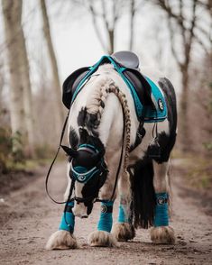 a white and black horse with blue boots on it's legs walking down a dirt road