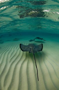 a manta ray swims in the ocean water, with its long tail sticking out