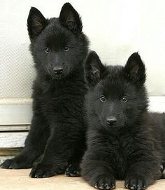 two black puppies sitting next to each other