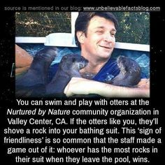 a man holding two otters in his arms with the caption, you can swim and play with otters at the nurture by nature community organization