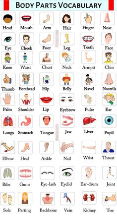 the body parts and their names in english