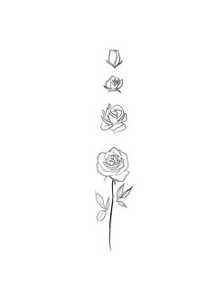 a line drawing of three roses on a white background with one single flower in the middle