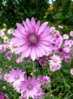 purple flowers are blooming in the garden