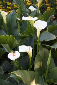 some white flowers and green leaves in a garden