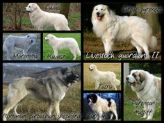 the different breeds of dogs are shown here