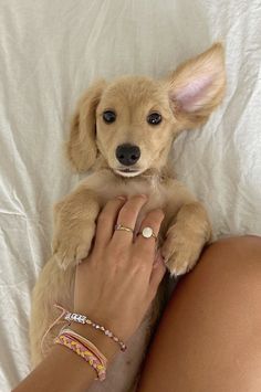 Puppy Love Aesthetic, Dashund Dogs, Digital Wellness, International Dog Day, Cute Dogs Images, Cute Animals Puppies, Dog Day, Very Cute Dogs, Virtual Party