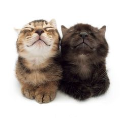 Cat Png Aesthetic, Two Silly Cats, Cats In Love, Cute Png, Cat Png, 2 Cats, Png Aesthetic, Silly Cats Pictures, Dog Store